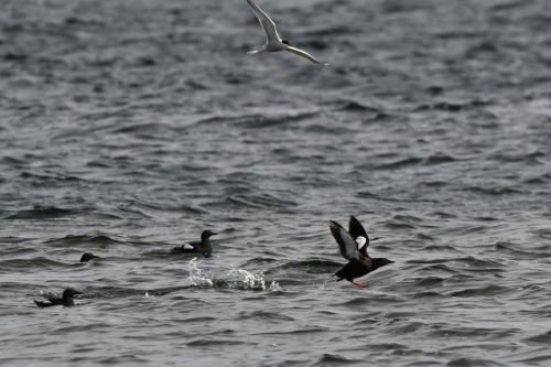Guillemots à miroir