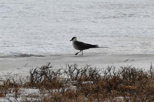 Labbe à longue queue