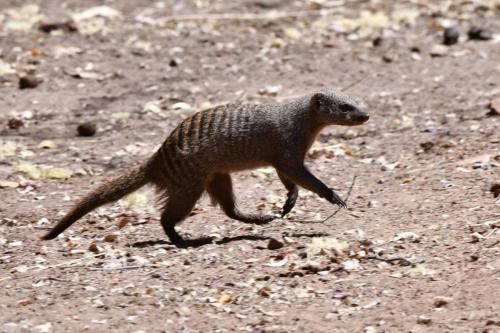 Mangouste rayée
