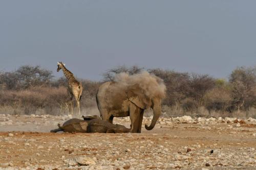 Eléphants de savane et girafe