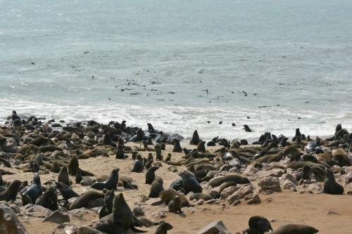 Otaries à fourrure d'Afrique du Sud