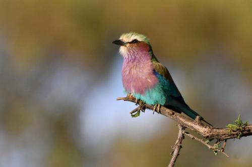 Rollier à longs brins