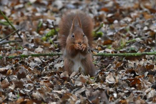 Ecureuil roux