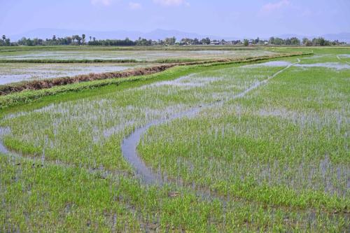 Rizières Amphoe Mueang Phetchaburi