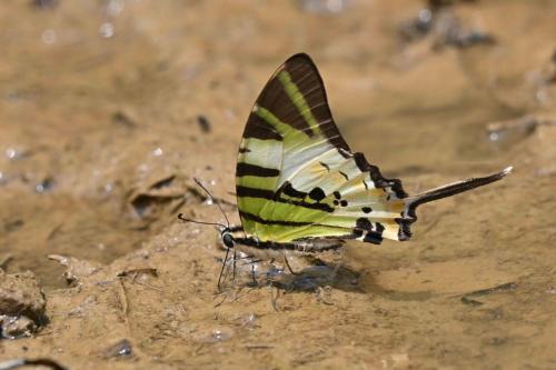 Graphium antiphates