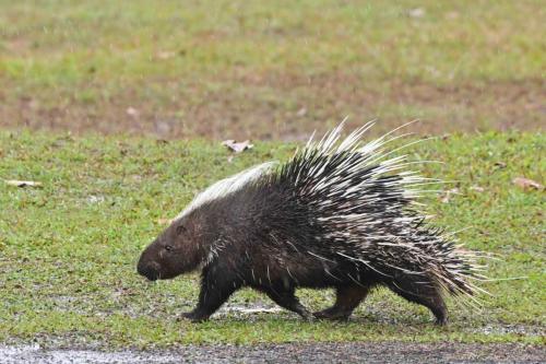 Porc-épic de Malaisie