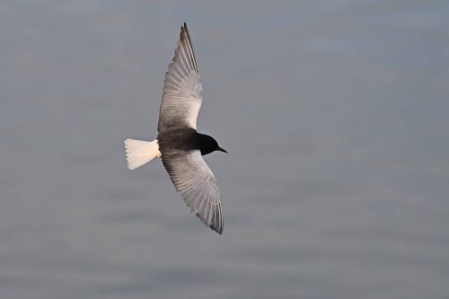 Guifette leucoptère