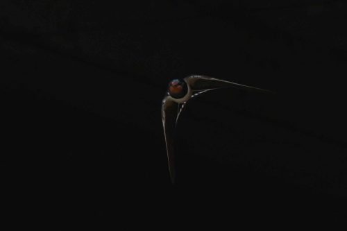 Hirondelle rustique