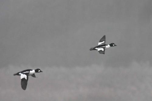 Garrots à oeil d'or