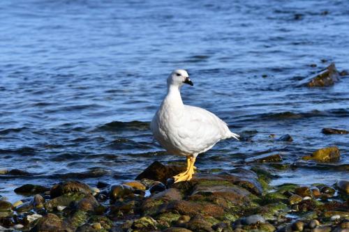 Ouette marine (mâle)