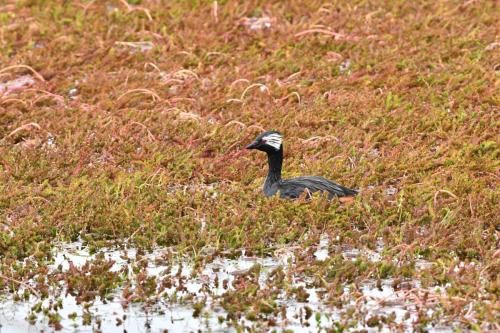 Grèbe de Rolland parmi Water-milfoil (Myriophyllum quitense )
