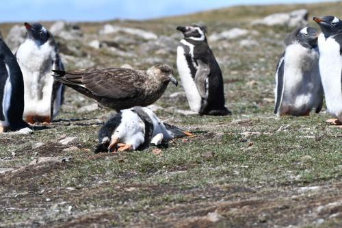 Labbe antarctique se nourissant sur un manchot papou, manchot de Magellan