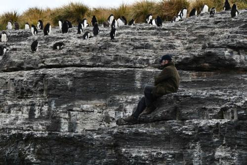 Observateur dans la colonie de gorfous sauteurs