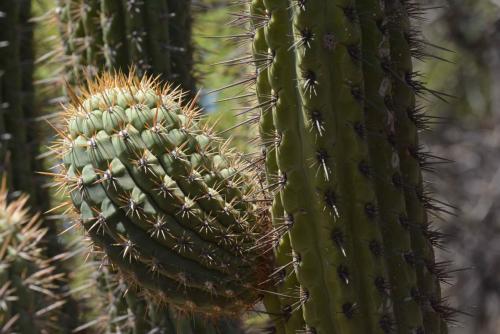 Cactus (Echinopsis chiloensis)