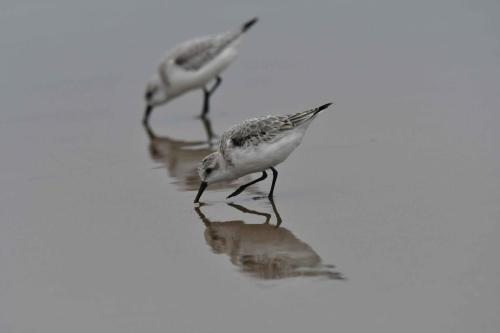 Bécasseaux Sanderlings, plage de Pontaillac