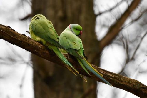 Perruches à collier