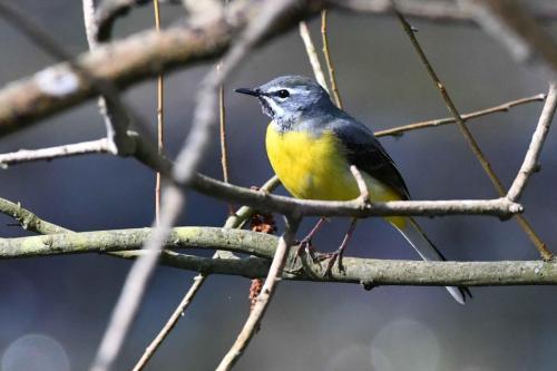 Bergeronnette des ruisseaux (mâle)