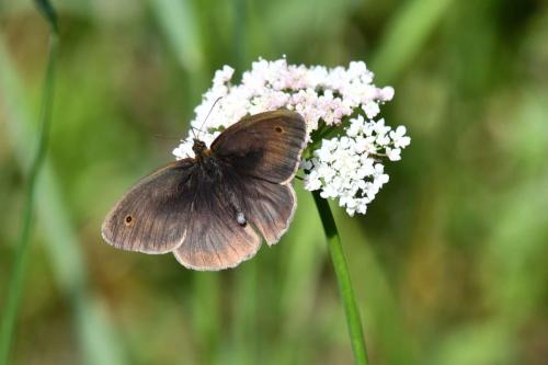 Myrtil (Maniola jurtina) mâle