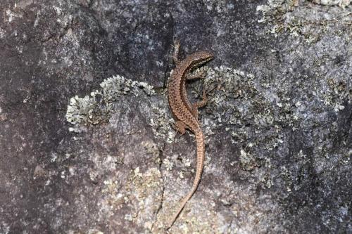 Lézard des murailles
