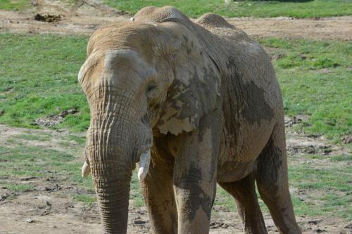 Elephant d'afrique