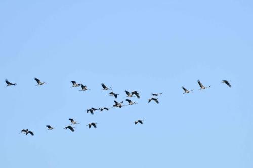 Retour des grues sur le lac