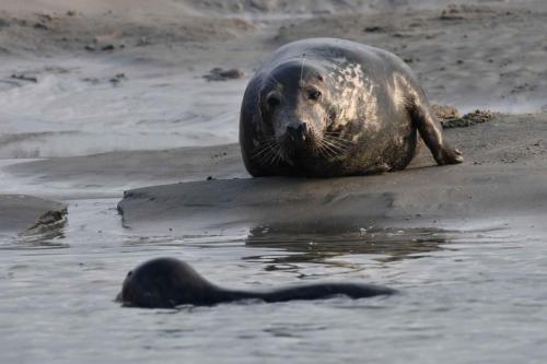 Phoques gris