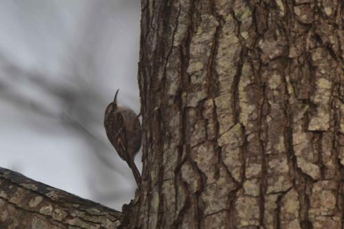 Grimpereau des jardins
