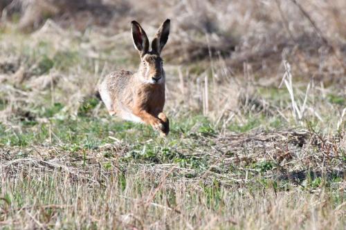 Lièvre d'Europe