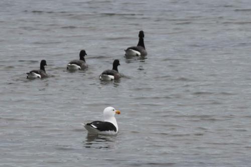 Goéland marin et Bernarches cravants