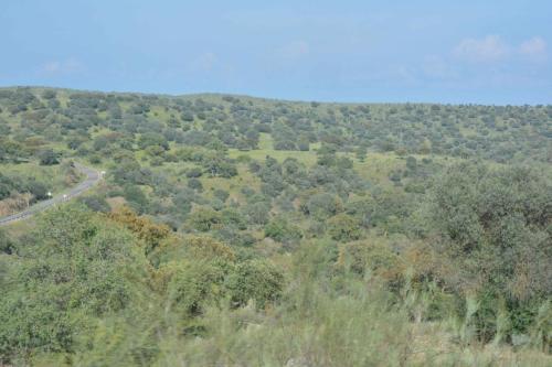 La dehesa (paysage typique d'Extremadure)