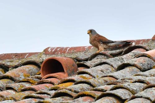 Faucon crécerellette