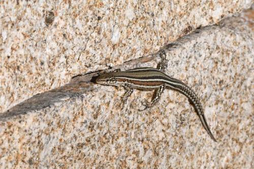 Lagartija ibérica (Podarcis hispanicus)