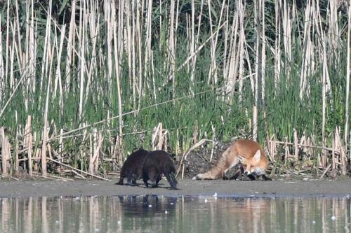 Renard roux et ragondins