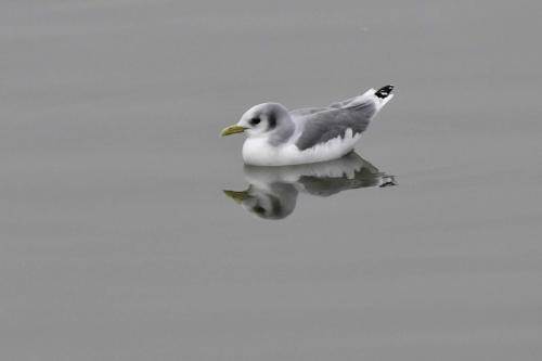 Mouette tridactyle (adulte)
