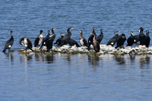 Grands cormorans