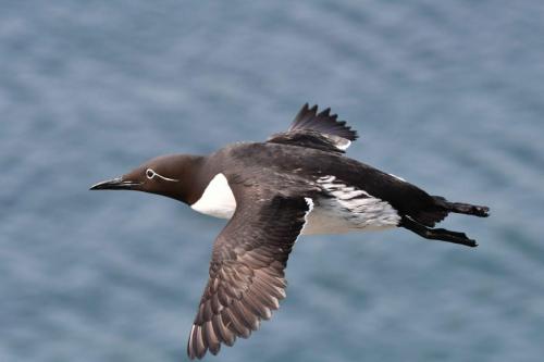 Guillemot de Troïl