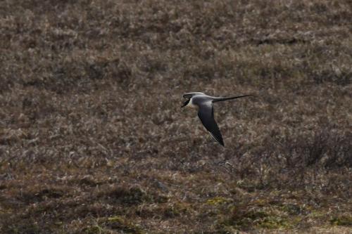 Labbe à longue queue