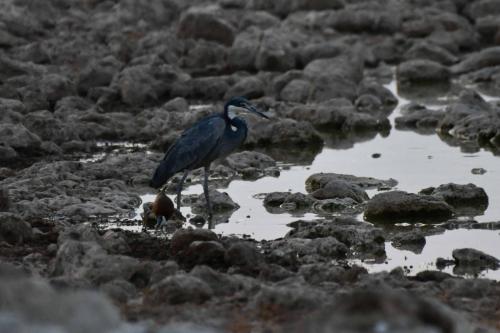 Héron mélanocéphale