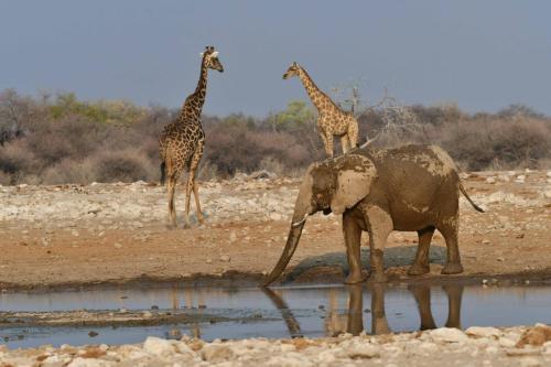 Eléphant de savane et girafes