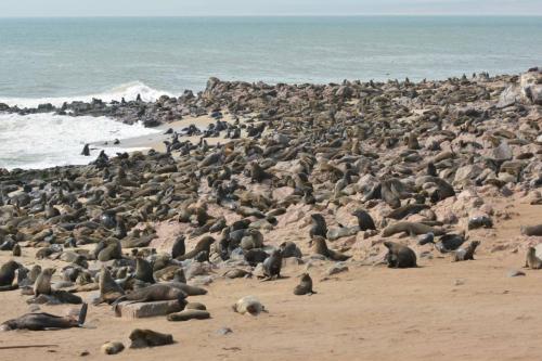Otaries à fourrure d'Afrique du Sud