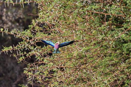 Rollier à longs brins