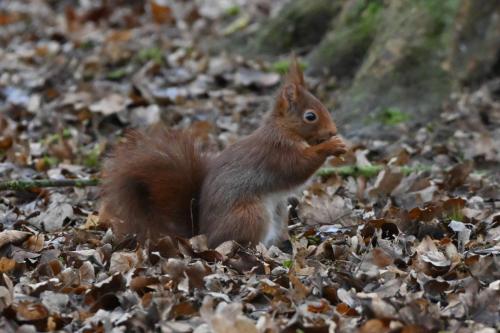 Ecureuil roux