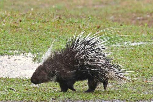 Porc-épic de Malaisie