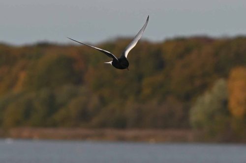 Guifette leucoptère