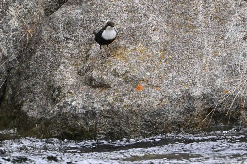 Cincle plongeur