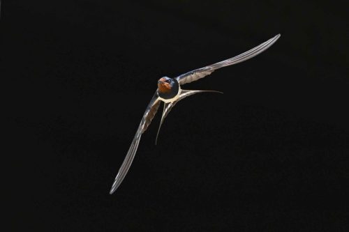 Hirondelle rustique