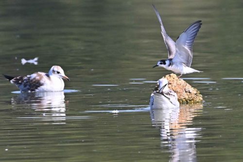 Guifette noire et Mouettes rieuses