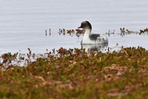 Grèbe aux belles joues