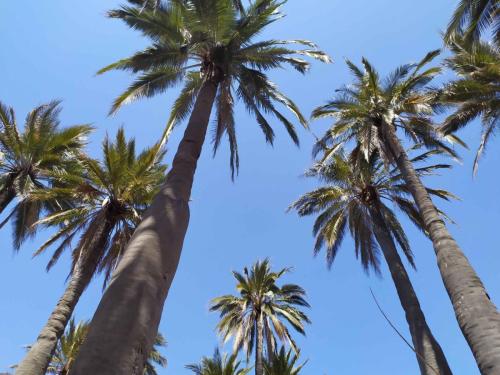 Palmiers du Chili (Jubaea chilensis)