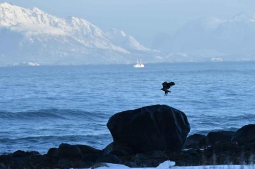 Pyguargue à queue blanche (jeune)